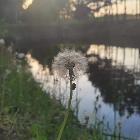 Domek Nad Stawem Agroturystyka *